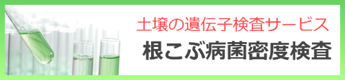 土壌の遺伝子検査サービス 根こぶ病菌密度検査