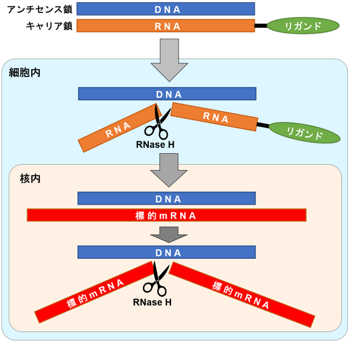 HDOの作用機序