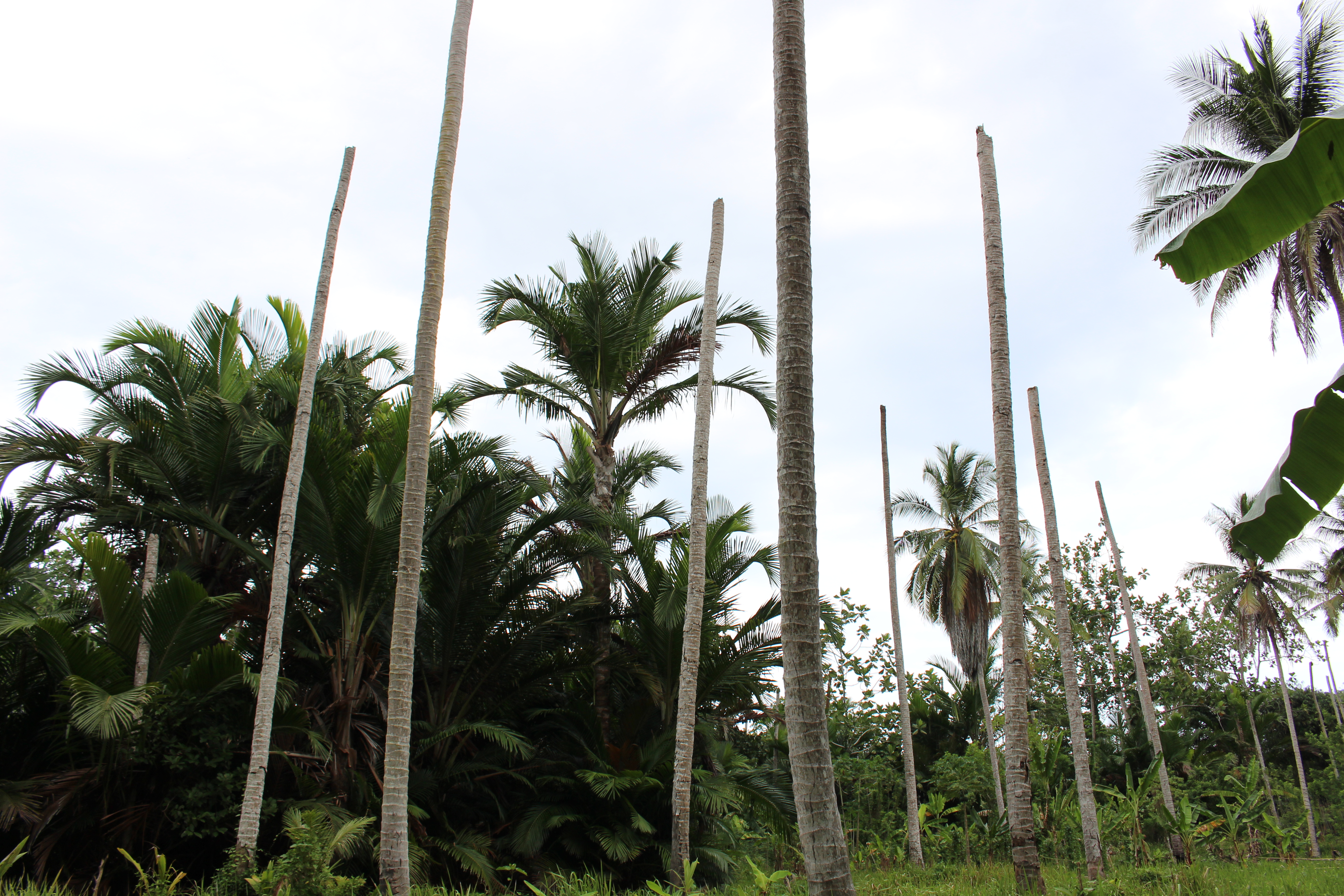 ファイトプラズマ感染により枯死したパプアニューギニアのココヤシ