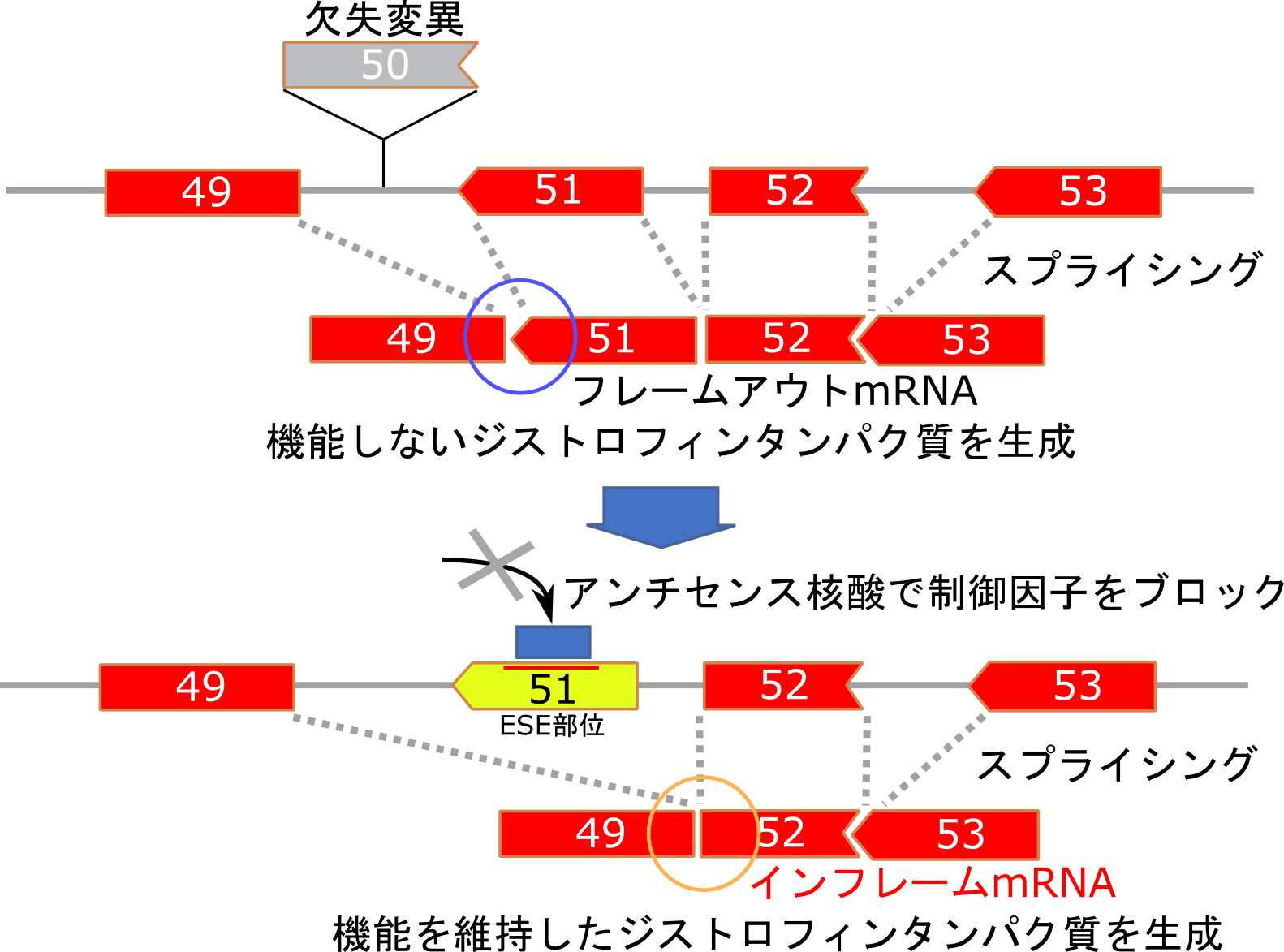 splicing